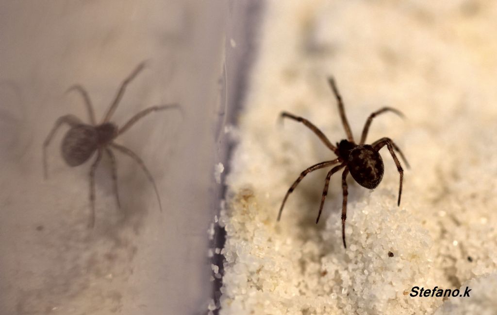 Steatoda triangulosa - Trieste